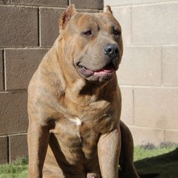 JAGO - American Bully