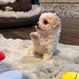 Boy 1 - White male Maltipoo puppy in Royse City, Texas from Cleveland's Poodles & Toy Maltipoo’s