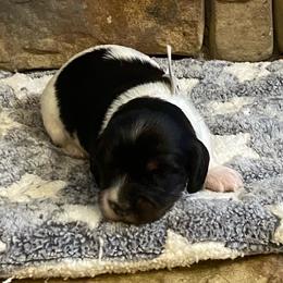 OREO. CKC FULL RIGHTS - Black and cream male Dachshund puppy in Elizabethtown, Kentucky from Teeny Tiny Puppy Tails