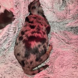 Dachshund Puppies from Mini Dachshund Loves