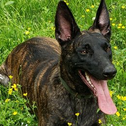Mina - Dutch Shepherd