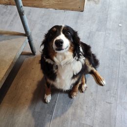 Lizzy - Miniature Australian Shepherd
