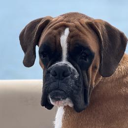 Boxers from Bunches of Love Boxers