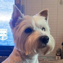 West Highland White Terriers from Touchdown Westies