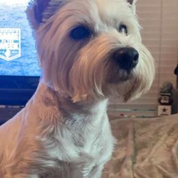 West Highland White Terriers from Touchdown Westies