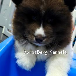 Grizzly Bear - Red and white male Siberian Husky puppy in East Tawas, Michigan from BurnsBerg's Woolies