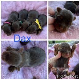 Dax - Chocolate, tan and white male Yorkshire Terrier puppy in Tulsa, Oklahoma from Yorker Puppy Palace