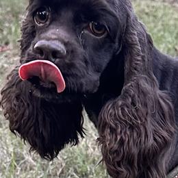 Cocker Spaniel Puppies from Anastasia Knight's Cocker Spaniels