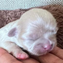 Laurel - Lilac male Shih Tzu puppy in Victorville, California from RUMBLE n TUMBLE