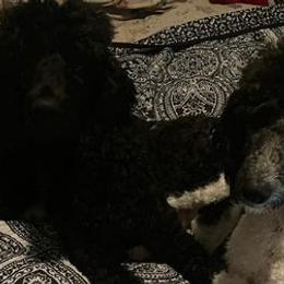 Poodles and Sheepadoodles from Sassy Poodles and Doodles