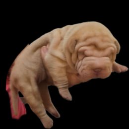 Chuye - Cream female Chinese Shar-Pei puppy in Bakersfield, California from Cashmerewrinkles
