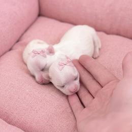 Karma - White female Maltese puppy in Mc Kinney, Texas from Made to Love Maltese LLC