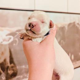 Gumdrop - Light golden male Golden Retriever puppy in Mason, Michigan from Sweet Breeze Acres