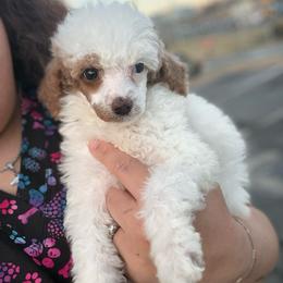 Pudding - Parti female Poodle puppy in Greeneville, Tennessee from Smokey Mountain Sheepadoodles