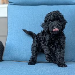Beige Boy - mini black abstract - Black male Whoodle puppy in Kalispell, Montana from Countryman Whoodles