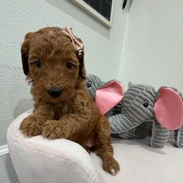 Purple - Red  female Goldendoodle puppy in Bakersfield, California from Lavish Doodles