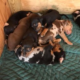Catahoula Leopard Dog Puppies from Magnolia Farms Kennel