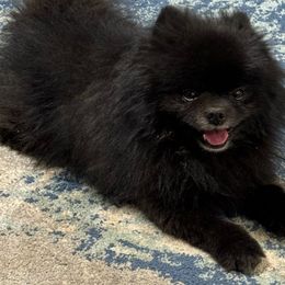 Enzo - Pomeranian