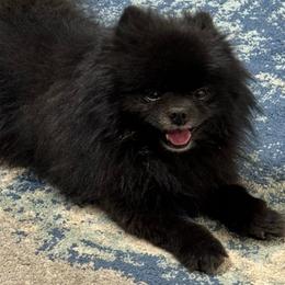 Enzo - Pomeranian