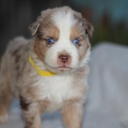 5amino - Red merle male Australian Shepherd puppy in Bloomington, California from Oro’z Farm Aussies