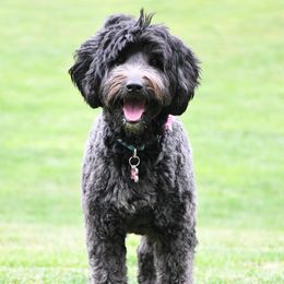 Paris - Australian Labradoodle
