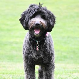 Paris - Australian Labradoodle