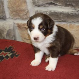 Nessa - Red tri-color female Australian Shepherd puppy in Camp Springs, Kentucky from Diamond Paws Australian Shepherds