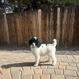Cruella - Parti female Poodle puppy in Chino Valley, Arizona from Whiskey Row Royals