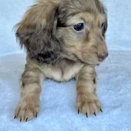 Rain - Chocolate and cream female Dachshund puppy in Lake City, Florida from KNG FARMS
