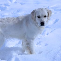 Bella - Boston Terrier