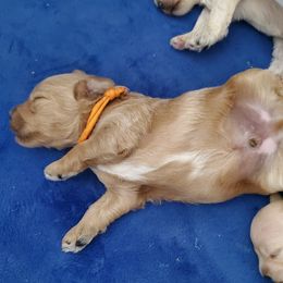 Boy 1 - Apricot Schnoodle puppy in Leitchfield, Kentucky from Eveleigh Acres Puppies