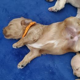 Boy 1 - Apricot Schnoodle puppy in Leitchfield, Kentucky from Eveleigh Acres Puppies