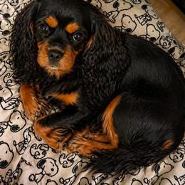 Jesse - Cavalier King Charles Spaniel