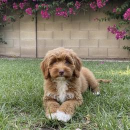 Green collar girl - Red female Cavapoo puppy in Gilbert, Arizona from Azteddybeardoodles