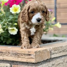 Cavapoo Puppies from Cavapoo Cuddles