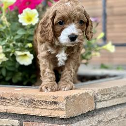 Cavapoo Puppies from Cavapoo Cuddles