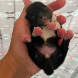 Connie - Black parti female Pomeranian puppy in Jefferson City, Missouri from MJ’s Pomeranians