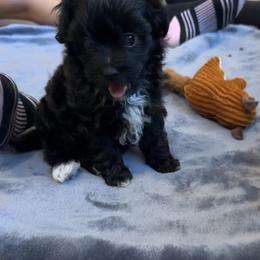Bear - Black and white male Aussiedoodle puppy in Martin County, Florida from Biggie Ranch