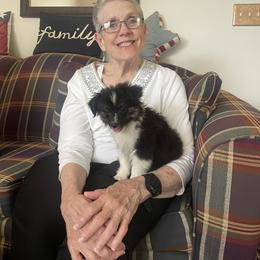 Aussiedoodle, Bulldog, Miniature Australian Shepherd, Poodle, and Toy Australian Shepherd Puppies from Mowry Creek Mini Aussiedoodles and More