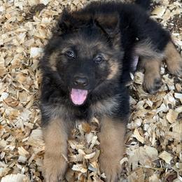 Puppy 3  will be named by new owners - Bi-color male German Shepherd puppy in Shelbyville, Tennessee from What a Heart Wants