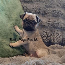 Fawn male 2 - Fawn male Pug puppy in Saint Helens, Oregon from Ebert Golden Retrievers & Pugs