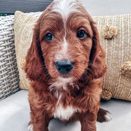 Boy- Abu - Parti male Goldendoodle puppy in Ozark, Missouri from Halo Doodles