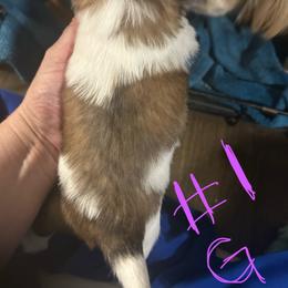 Lucy - Brindle and white female Shih Tzu puppy in Slocomb, Alabama from Steps Preppy Pups