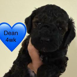Dean - Sable male Poodle puppy in Bedford, Texas from S.H.A.R.P.’s Toy Poodles