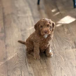 Ruby - Caramel red female Australian Labradoodle puppy in Waco, Texas from RainPuddle's Labradoodles