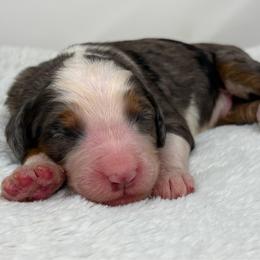 Encore - Blue merle male Bernedoodle puppy in Fleming, Colorado from Vandenbark Doodles