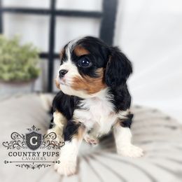 Cavalier King Charles Spaniel Puppies from Country Pups Cavaliers