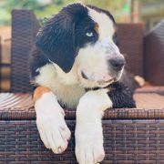 Greater Swiss Mountain Dog and Nederlandse Kooikerhondje Puppies from Ambermoon Kooikerhondje Blackamber Greater Swiss Mountain Dogs