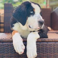 Greater Swiss Mountain Dog and Nederlandse Kooikerhondje Puppies from Ambermoon Kooikerhondje Blackamber Greater Swiss Mountain Dogs