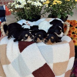 Dachshund Puppies from Dixies Dachshunds